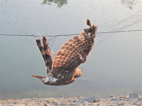 小鳥死掉怎麼處理|全國野鳥救傷諮詢&政府單位通訊錄 